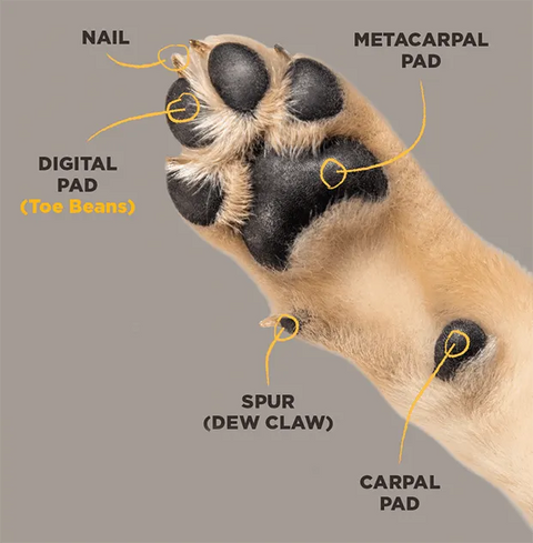 Let's Talk Dog Paws